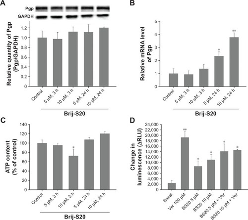 Figure 4 Effects of Brij-S20 on cellular Pgp protein expression (A), Pgp mRNA expression (B), and intracellular ATP activity (C) in MDCK-MDR1 cells; effects of Brij-S20 and verapamil on Pgp-ATPase activity (D). Data are expressed as mean ± SD (n = 3). *p < 0.05, **p < 0.01 vs control group.Abbreviations: Pgp, P-glycoprotein; RLU, relative luminescence unit; Ver, verapamil; BS20, Brij-S20.