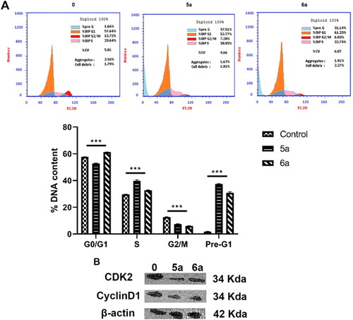 Figure 8. Benzocoumarin-induced cell cycle arrest in HL-60 cells. (A) Effect of benzocoumarin on cell cycle (mean± SD, n = 3). Cells were treated benzocoumarin (IC50=0.24, 0.29 respectively) for 48 h. The images display a representative experiment from three independent experiments. Cells were quantitatively measured by flow cytometry. ***p < 0.001 as compared to the control. (B) Western blot detection of cell-cycle-associated protein expression. Cells were treated with benzocoumarin (IC50=0.24, 0.29 respectively) for 48 h. β-actin was used as an internal reference.