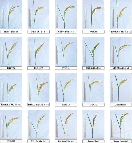 Figure 2. Morphological diversity of panicles in studied rice accessions.