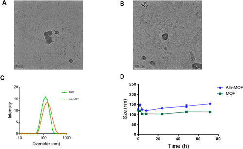 Figure 1 Transmission electron microscopy (TEM) and dynamic light scattering tests.