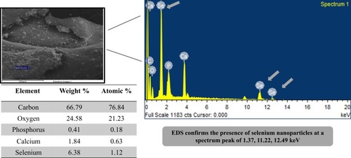 Figure 8 Graph of energy dispersive X-ray spectroscopy representing the number of counts on the y-axis and energy on the x-axis showing elemental composition of TAE derived biogenic SeNPs.