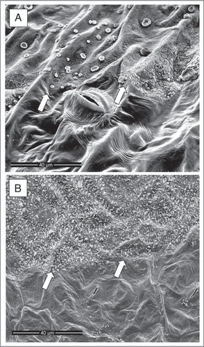 Figure 3 Scanning electron micrographs of the adaxial leaf surface of Vicia faba (A) and Brassica oleracea (B) with the epicuticular waxes partly removed after a single treatment with gum Arabic, revealing the smooth surface of the cutin matrix. The line between the dewaxed area (bottom half of the pictures) from the neighbouring intact area is highlighted by arrows.