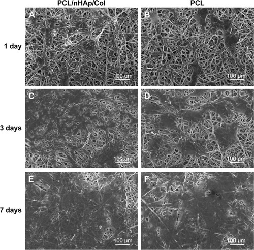 Figure 4 SEM imaging of MC3T3 cells cultured in PCL/nHAp/Col membrane or PCL membrane at 1, 3, and 7 days.Notes: (A, C, and E) Typical images of MC3T3 cells in PCL/nHAp/Col membrane. (B, D, and F) Typical images of MC3T3 cells in PCL membrane.Abbreviations: Col, collagen; nHAp, nanohydroxyapatite; PCL, polycaprolactone; SEM, scanning electron microscopy.