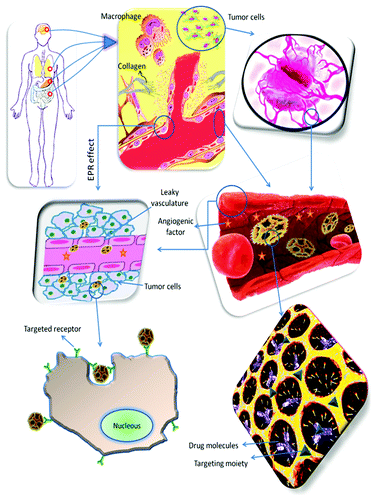 Figure 1. Schematic overview of the events taking place in cancer tissues and some of the strategies for providing a rational nanoparticulate drug delivery system with both passive and active targeting. Nanoparticulate delivery systems can be used to target and accumulate anticancer drugs to tumor tissues (e.g., brain, lung, stomach and intestine) by passive targeting; making use of the leaky vasculature and the EPR effect to reach the cancer cells. Alternatively, nanoparticulate delivery systems can also be used to target and accumulate anticancer drugs to tumor tissues by active targeting; making use of the targeting moieties attached to the surface of the nanoparticulate systems to deliver drugs to pathological sites or to cross biological barriers based on molecular recognition processes to target the receptors of the cancer cells.