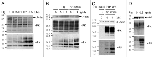 Figure 2 PrPSc propagation increased by plasminogen in prion-infected cells. (A) The levels of PrP in ScN2a cells incubated with 0–0.5 µM human Glu-plasminogen (Plg) for two days. (B) The levels of PrP in ScN2a cells incubated with 0, 0.1 and 1.0 µM Plg or the first three kringle domains of Plg [K(1+2+3)] for six days. (C) The levels of 3F4-tagged PrPC and nascent PrPSc formation in ScN2a cells transiently transfected (Tfx) with plasmids encoding the 3F4-tagged PrP gene (PrP-3F4) and with an empty vector (mock). The transfected cells were treated with 0 or 1 µM K (1+2+3) for three days. (D) The levels of PrP in Elk21+ cells incubated with 0 and 0.5 µM Plg for two days. PrP was detected by anti-PrP antibody D13 (A and B), 3F4 (C) or 6H4 (D) before (−) and after (+) PK treatment. Reproduced by permission of the The FASEB Journal, Mays and Ryou 2010.Citation35