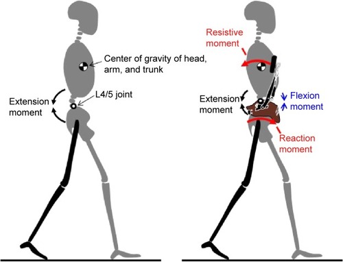 Figure 6 Biomechanical effects of the trunk orthosis with joints providing resistive force.