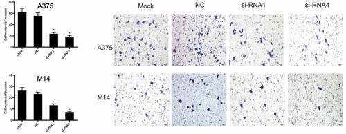 Figure 3. THOC2 inhibition reduced melanoma cells invasion. *P < 0.05.