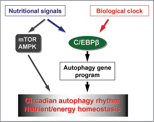 Figure 1 Transcriptional regulation of circadian autophagy by C/EBPβ, C/EBPβ receives both circadian and nutritional input and coordinates the program of autophagy gene expression and autophagy flux. Rhythmic activation of autophagy may also be modulated by nutrient signaling pathways, such as those regulated by mTOR and AMPK, and contribute to nutrient and energy homeostasis in mammals through light/dark cycles.