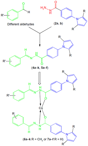 Figure 2 Designed anti-TB drugs (pyrrolyl Schiff bases and proposed structures of their complexes).