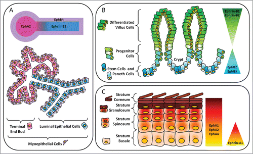 Figure 2. Layout of major Eph receptors and ephrin regulators in epithelial compartments. (A) Mammary gland. In the luminal epithelial cells lining the ducts, there is expression of ephrin-B2. Adjacent myoepithelial cells express EphB4. EphA2 is expressed in the terminal end bud. (B) Gastrointestinal tract. In the intestines, there is an inverse gradient of EphB and ephrin-B expression along the crypt-villous axis. EphB2 and EphB3 are important for maintenance of stem, progenitor and Paneth cells in the crypts. In the villi, ephrin-B1 and ephrin-B2 maintain the segregation of differentiated cells in the upper regions from precursor cells in the lower regions. (C) Epidermis. Ephrin-A1 is expressed in the progenitor layer, or stratum basale, of human epidermis while EphA1, EphA2 and EphA4 are present throughout all layers and are especially concentrated in the more differentiated suprabasal layers.