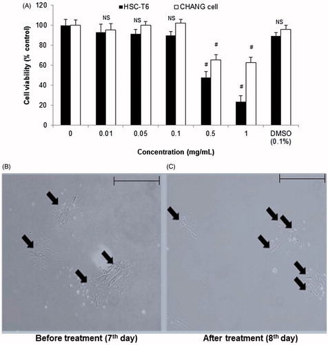 Figure 1. Cell viability assay on Chang liver/HSC-T6 cells and morphological changes in primary HSCs on treatment with CCE. (A) Chang liver and HSC-T6 cells were incubated with CCE at indicated concentrations for 24 h and the cell viability was determined by MTT assay. (B) Primary HSCs were cultivated for 1 week and exposed to the CCE 0.1 mg/mL for 24 h (C). Pictures were taken after 24 h treatment with CCE. Magnification was 100×. Arrows indicate HSCs. The data are expressed as means ± S.E.M. (n = 10), using one-way analysis of variance (ANOVA) followed by Student’s t-test. #p < 0.05, compared with control group. NS: not significant compared with control group.