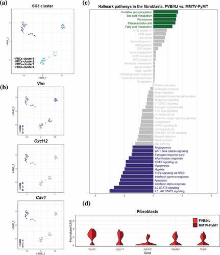 Figure 5. Differential transcriptomic analysis of FRCs between the FVB/NJ and MMTV-PyMT samples