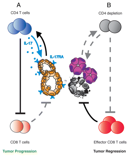 Figure 1. CD4+ T lymphocytes and IL-17 signaling are required for oncogenic Kras-driven pancreatic carcinogenesis. (A) Intrapancreatic CD4+ T cells suppress the antitumor activity of CD8+ T cells during Kras*-driven pancreatic intraepithelial neoplasia (PanIN) formation. T helper 17 (TH17) cells (as well as γδ T cells) secrete IL-17A that signals through IL-17RA in acinar–ductal metaplasia and PanINs, thereby inducing tumor initiation and progression. (B) CD4+ T cell ablation enables effector CD8+ T cell function and induces apoptosis in PanIN cells, thus blocking the onset of pancreatic cancer initiation.