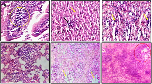 Figure 2. Histopathological examination of ASFV infected tissues. (a) Intestine showing infiltration of lymphocytes in the submucosa (magnification 40 times, (b) Liver showing necrosis (yellow arrow) with lymphoplasmacytic infiltration (black arrow)(40×), (c) Kidney showing aggregation of mononuclear cells (yellow arrow) with haemorrhages (40×), (d) Lung showing accumulation of inter and intra alveolar aggregation of mononuclear cells, predominantly macrophages (40×), (e) Lymph node showing depletion of lymphocytes from lymphoid follicle (yellow arrow) with accumulation of necrotic debris (10×), and (f) Spleen showing depletion of lymphocytes from the splenic corpuscles (red circle)(10x).