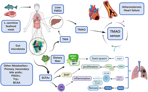 Figure 1 Overview of intestinal flora metabolites and cardiovascular diseases.Citation84