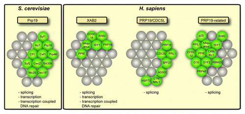 Figure 2. Conservation of the Prp19 complex (Prp19C). In S. cerevisiae, one Prp19C has been identified that consists of ten subunits. In higher eukaryotes, e.g. H. sapiens, three different Prp19 complexes have been identified: The XAB2 complex, the PRP19/CDC5L complex and the PRP19-related complex. The proteins present in each complex are depicted in green. The position in the grid indicates the homology between S. cerevisiae and H. sapiens proteins. Cwc15 in S. cerevisiae (indicated by a star) has not been found in yeast Prp19C so far, but is homologous to human AD002 and was found to physically interact with yeast Clf1, a subunit of yeast Prp19C. Below each complex the known functions of each complex are given.