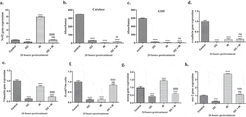 Figure 4. (a–c) The role of IR and/or I3C therapy in cellular antioxidant capacity. The IR therapy significantly upregulated the expression of Nrf2 with non significant effect on CAT and GSH expression. The combined therapy significantly downregulated Nrf2 expression. (d–f) Effect of IR and/or I3C on EMT. The combined therapy significantly upregulated E-cadherin expression and downregulated vimentin expression compared to IR group. (g–h) Effect of IR and/or I3C on cell stemness. The IR treatment significantly upregulated the expression of Sox2 and Nanog compared to control group. The combined therapy significantly over countered this effect. Significance was denoted * as p < 0.05 as compared to control and significance was denoted $ as p < 0.05 as compared to IR.