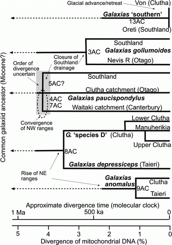 Figure 8  Summary evolutionary trees (after Burridge et al. Citation2006, Citation2007, Citation2008; Craw et al. Citation2007a, Citationb; Waters et al. Citation2001, Citation2010) for mtDNA of some non-migratory galaxiid fish affected by the tectonic evolution discussed in this study. The scale bars shows the magnitude of relative genetic differences between the galaxiids in different river catchments and the approximate timing of separation of populations (after Craw et al. Citation2007a, Citation2008a). Numbers on trees refer to river capture events in Table 1.