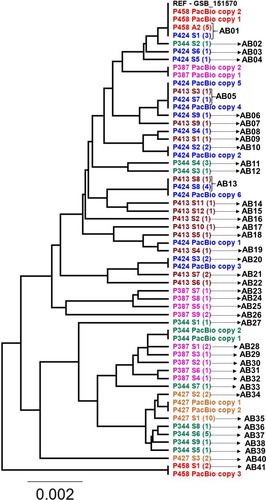 Figure 2 Phylogenetic tree of all the alleles found in the assemblage B isolates and gFlHb copies found by PacBio sequencing. A is an abbreviation of allele, and the number of clones representing each allele is listed in the parenthesis.