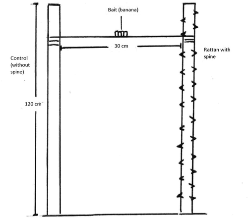 Figure 3. Design structure of the rattan spine experiment.