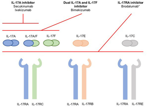 Figure 1 Summarized schematic of inhibition of the IL-17 cytokine family. *Not approved for psoriatic arthritis. Notes: Reprinted by permission from Springer Nature Customer Service Centre GmbH: Springer Nature, BioDrugs, Reis J, Vender R, Torres T. Bimekizumab: the first dual inhibitor of interleukin (IL)-17A and IL-17F for the treatment of psoriatic disease and ankylosing spondylitis, COPYRIGHT 2019.Citation6