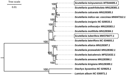 Figure 5. Phylogenetic relationships of Scutellaria species inferred using maximum-likelihood (ML) method. The phylogenetic tree was constructed using complete cp genome sequences. The number at the bottom of the scale, 0.01, means that the length of the branch represents the replacement frequency of bases at each site of the genome at 0.01. Bootstrap values were calculated from 1000 replicates. Two taxa, namely, Lamium album and Stachys byzantina were used as outgroups.