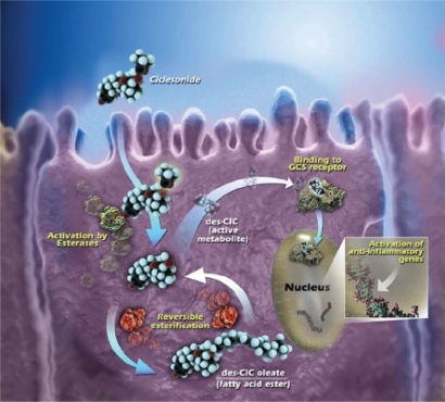 Figure 2 Intracellular activation of ciclesonide and reversible esterification of desisobutyryl-ciclesonide (des-CIC). Ciclesonide is activated by intracellular esterases to active metabolite, des-CIC, which has high affinity to the glucocorticosteroid (GCS) receptor. Desisobutyryl-ciclesonide can undergo reversible esterification to des-CIC oleate (fatty acid ester). Reprinted with permission from Nave R, Meyer W, Fuhst R, Zech K. Formation of fatty acid conjugates of ciclesonide active metabolite in the rat lung after 4-week inhalation of ciclesonide. Pulm Pharmacol Ther. 2005;18:390–396.Citation62 Copyright © 2005 Elsevier.