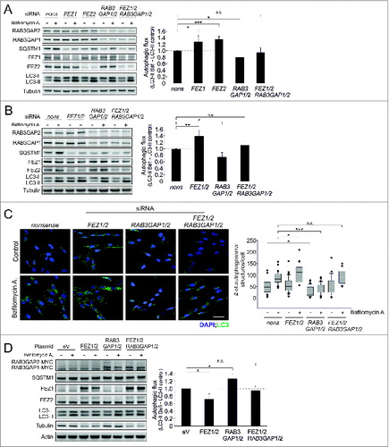 Figure 6. The RAB3GAP complex antagonizes the FEZ1/2-mediated suppression of autophagy. (A) Immunoblot analysis of cells that were manipulated with the indicated siRNA for 48 h and treated with DMSO (−) or bafilomycin A1 (+) for 4 h. Tubulin served as control for equal loading. Statistics are depicted as mean ± SD normalized to nonsense control; n.s. = not significant, *P < 0.05, **P < 0.01, n = 4, t test. (B) Identical to (A) but different siRNA treatments. Statistics are depicted as mean ± SD normalized to nonsense control; n.s. = not significant, *P < 0.05, **P < 0.01,n = 4, t test. (C) Confocal images of LC3 immunostainings. Fibroblasts were treated with the indicated siRNA for 48 h and treated with DMSO or bafilomycin A1 for 4 h. DAPI was used to stain nuclei. Scale bar = 50 μm. Autophagosomal structures were counted in 20 to 40 cells of 3 independent experiments; n.s. = not significant, ***P < 0.001, t test. (D) Immunoblot analysis of cells that were manipulated with the indicated plasmids for 48 h and treated with DMSO (−) or bafilomycin A1 (+) for 4 h. Since FEZ1/2 overexpression affected tubulin levels, actin served as control for equal loading. Statistics are depicted as mean ± SD normalized to eV control; n.s. = not significant, *P < 0.05,n = 4, t test.