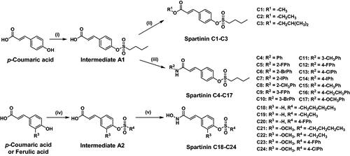 Figure 3. The synthetic route and the structures of Spartinin C1–C24. Reagents and conditions: (i) 1-butanesulfonyl chloride, Et3N, DCM, 0 °C, 5 h; (ii) R1-OH, DCC, DMAP, DCM, DMF, r.t. 4 h; (iii) R2-NH2, DCC, DMAP, DCM, DMF, r.t. 4 h; (iv) R4-SO3Cl, Et3N, DCM, 0 °C, 5 h; (v) NH2OH·HCl, Piperidine, i-PrOH, 0 °C, 8 h.