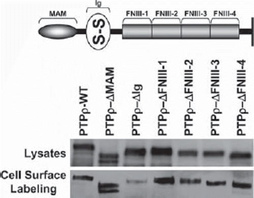 Figure 1. PTPρ deletion constructs are all expressed at the cell surface. Constructs containing deletions of one extracellular domain of PTPρ each were generated and expressed in Sf9 cells. Total cellular protein and cell surface protein were isolated and immunoblotted with the SK18 antibody.
