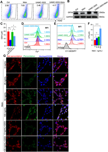 Figure 5 Ferroptosis inhibitor intervention alleviated ferroptosis-related indicators caused by MSTN. (A) Cell death was detected by flow cytometry; (B) the protein expression of GPX4; (C) Histogram of the content of GSH; (D and E) flow cytometry detected the levels of Fe2+ and lipid ROS; (F) histogram of the content of LPO; (G) the expression of lipid ROS in myotubes using confocal microscopy; The scale in each image is 100 μm. *P < 0.05,**P < 0.01,***P < 0.001, ****P < 0.0001.