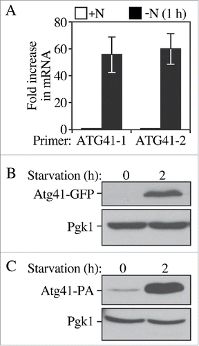 Figure 2. The Atg41 expression level increases after autophagy is induced. (A) The mRNA level of ATG41 was measured by RT-qPCR in the wild-type strain (WT; WLY176) before and after nitrogen starvation with 2 pairs of independent ATG41 primers. The error bars represent the SD from 3 independent experiments. (B) The protein level of Atg41-GFP was detected by western blot. Both growing (mid-log phase in YPD) and starvation (SD-N medium) samples of Atg41-GFP were collected, protein extracts resolved by SDS-PAGE and blots probed with anti-YFP antibody and anti-Pgk1 (loading control) antiserum. (C) The protein level of Atg41-PA was detected by western blot as described in B.