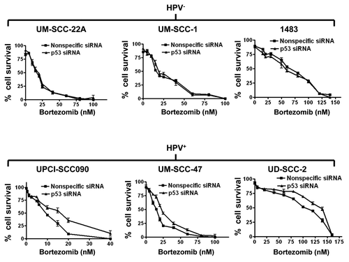 Figure 4. Bortezomib-induced cell death is modestly dependent on p53 in HPV-positive cells, but independent of p53 in HPV-negative cells. HPV-negative (top panels) and HPV-positive (bottom panels) HNSCC cells were transfected with 100 nM nonspecific siRNA or p53 siRNA. Twenty-four h after transfection, cells were treated for 48 h with varying concentrations of bortezomib, followed by assessment of cell viabilities by trypan blue exclusion. Error bars represent the standard deviations of triplicate wells. The experiment was performed three times with similar results.