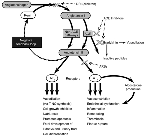 Figure 1 The renin-angiotensin-aldosterone system.