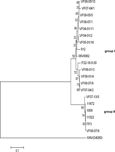 Figure 4.  Phylogenetic tree of CAstV ORF 1b amino acid sequence from selected field samples and isolates. The tree was constructed with Mega 4 (Tamura et al., Citation2007) using neighbour-joining and 1000 bootstrap replicates (bootstrap values are shown on tree). Isolate details are presented in Table 1.