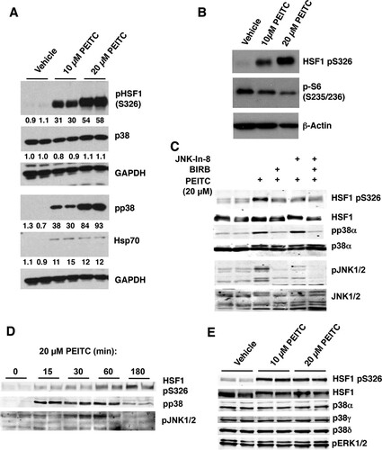 FIG 4 PEITC activates p38 and JNK1/2 MAPK, and inhibits mTOR. MDA-MB-231 cells (2.5 × 105 per well) growing in six-well plates were treated with vehicle (0.1% acetonitrile) or PEITC for either 24 h (A and B), 3 h (C and E), or for the indicated periods of time (D). The levels of HSF1, pS326 HSF1, pS235/6 S6, Hsp70, the p38 isoforms α, γ, and δ, phosphorylated p38 (pp38), phosphorylated p38α (pp38α), JNK1/2, and phosphorylated JNK1/2 (JNK1/2) were detected by Western blot analysis.