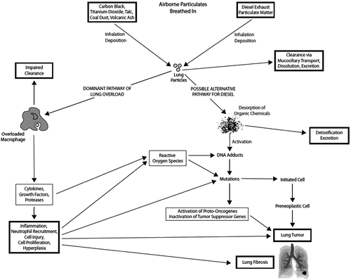 Figure 8.  Possible mechanistic pathways leading to lung tumors in rats exposed by inhalation to protracted, high concentrations of poorly-soluble particles (adapted from Hesterberg et al., Citation2005 and HEI, Citation1995).