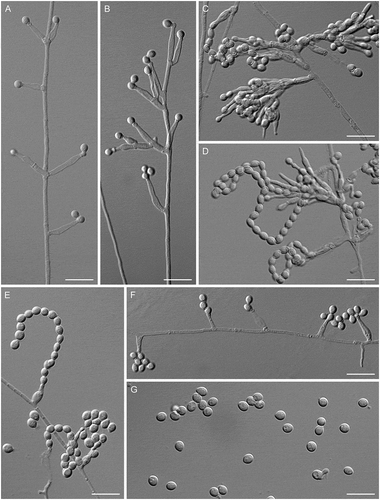 Figure 10. Venustampulla parva. A–F. Phialides with conidia (MLA slide cultures, 10–11 d). G. Conidia (MLA, 15 d). A–D, F from CBS 259.65; E, G from ex-type of Paecilomyces parvus CBS 245.31. Bars = 10 μm.