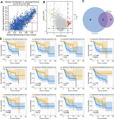 Figure 4 Screening of candidate genes. (A) The scatter chart of GS relative to MM in the blue module. (B) The volcano plot of DEGs of metastatic OS and non-metastatic OS with a threshold p-value < 0.05 and |log2(fold-change)| > 1. (C) The intersection of 114 genes with a highly significant correlation in the module and 44 downregulated genes in DEGs. (D) Survival analysis of candidate genes obtained from intersections. Note that only 12 genes are significantly associated with the overall survival of patients with OS (p < 0.05). The blue line means a low expression group, the yellow line means a high expression group. Representative gene names and P-values are listed in the lower-left corner of each figure.