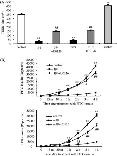 Figure 5. TEER values (A) and paracellular flux using FITC-insulin (B) in HNECs pretreated with or without 10 μM U0126 at before treatment with or without 2 μg/ml C-CPE 194 or C-CPE m19 for 24 h. *p < 0.05, **p < 0.01 versus control, #p < 0.05, ##p < 0.01 versus 194 or m19.