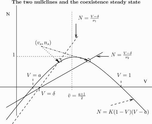 Figure 1. The v-nullcline N=K(1−V)(V−a) is shown as a solid curve. For two values of ν, we show the corresponding n-nullcline, N=(V−δ)/ν as a dashed line and a solid line. The equilibrium (v s, n s) is the intersection of the nullclines. We have chosen two values of ν so that v s<v¯ for ν1 and v s>v¯ for ν2 with ν1<ν2.