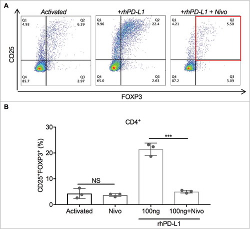Figure 4. PD-1 blockade prevents PD-L1-induced Treg expansion. (A) Representative dot plots of CD25+ and FOXP3+ gating in cultured CD4+ T cells. iTregs are defined by the Q2 percentile (CD25+FOXP3+). (B) Activated CD4+ T cells in the presence of rhPD-L1 100 ng/mL had iTreg expansion to 21.4%. With the addition of nivolumab 100 ng/mL, this expansion was prevented (5.0%; ***p < 0.001). In rhPD-L1− cultures, the addition of nivolumab had no difference in iTreg formation from activation alone (P = 0.63). All experiments were performed in triplicate. Error bars represent standard error. NS: No significance; Nivo: Nivolumab.