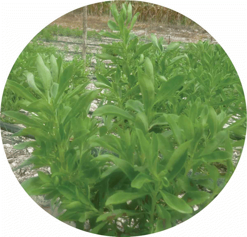 Figura 1. Stevia rebaudiana Bertoni.Stevia rebaudiana Bertoni.