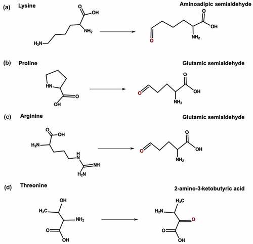 Figure 4. Carbonylation pathway for (a) Lysine (b) Proline (c) Arginine and (d) Threonine.