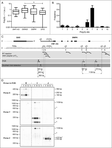 Figure 2. DM1-AS transcripts may be polyadenylated via poly(A) sites 5′ or 3′ of the (CAG)n repeat. (A) Box plot of ENCODE RNA-seq signal ratio between poly(A)-depleted (poly(A)-) and poly(A)-selected (poly(A)+) RNA samples for each of the 4 genes from the DM1 locus. (B) Poly(A)-site usage based on data from Merck Research Laboratories from UHR (universal human reference), brain, kidney, liver, muscle and testis. Numbering of poly(A) sites refers to Fig. 1E. Note that sites 1–3 are located 5′ of the (CAG)n repeat, whereas sites 4–10 are located 3′ of the repeat. Bars represent mean + SEM. (C) RT-PCR approach to examine DM1-AS poly(A)-site usage. RT reaction was performed with an adaptor-(dT)10 primer to start reverse transcription specifically at a poly(A) stretch. PCR was subsequently performed using specific forward primers E, I, or J, each located upstream of the putative poly(A) addition sites. Successful DNA production from amplicons was analyzed on blot using 32P-labeled oligo probes X, Y, and Z. Predicted amplicon lengths, based on adaptor-(dT)10 primer annealing immediately at the 5′ end of the poly(A) tail, are given (annealing more downstream in the poly(A) tail may occur and would result in a slightly larger fragment). (D) The protocol illustrated in (C) was applied to 5 samples: I: healthy human myoblasts (5/5); II: DM1 myoblasts (13/800); III: CDM psoas muscle (12/1300); IV: DM500 myoblasts (DM500); V: RT-minus control. Interpretation of the signals, taking predicted amplicon lengths (C) into account, is indicated on the right. Citation1 The 410 bp amplicon may arise from an A-stretch in the genome. Citation2 Signals that cannot be explained with current knowledge.