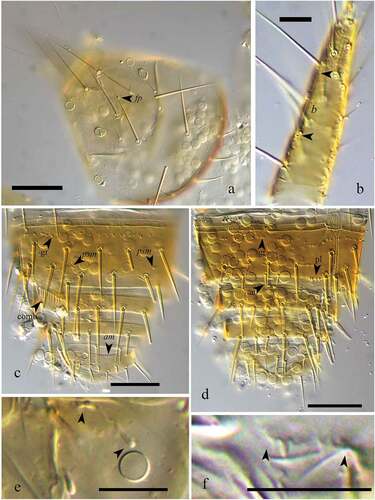 Figure 6. Acerentomon sp. 1. male (interference contrast microscope). (a) Head (dorsal view): arrow indicates the frontal pore (fp); (b) Foretarsus (exterior side): arrows indicate the ends of sensillum b; (c) Tergites VIII‒XII: arrows indicate granulations behind the striate band (gr), pores (psm and am) and comb VIII (comb); (d) Sternites VIII‒XII: arrows indicate granulations behind the striate band (gr), the anomalous posterior seta on sternite VIII (an) and the toothed posterior margin of pleurite VIII (pl); (e) Detail of the maxillary gland; (f) Detail of pleural pectine VI. Scale bars: 50 μm (a, c, d) - 20 μm (b, e, f).