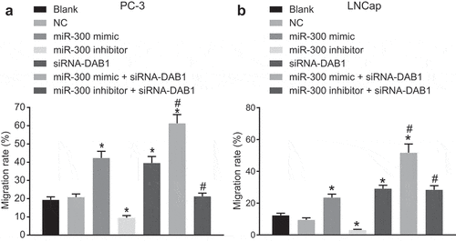 Figure 6. Scratch test indicates that down-regulated miR-300 suppresses the migration of PC cells upon treatment with miR-300 mimic/inhibitor and/or siRNA-DAB1.