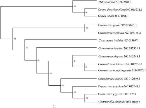 Figure 1. The maximum-likelihood (ML) phylogenetic relationships of Crassostrea based on the 12 protein coding genes using IQ-TREE v1.6.1(Nguyen et al. Citation2015). The ML searches were run using a combination of rapid hill-climbing approaches and the stochastic perturbation method with 1,000 ultrafast bootstraps.