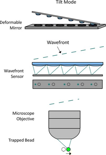 Figure 6 An example of how the tip/tilt mode is created on the DM, and the resulting response from the SHWFS and the trapped bead. The surface of the DM, lenslet array and the back aperture of the microscope objective are all conjugate. (Figure is provided in color online.).