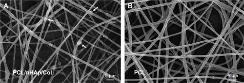 Figure 2 SEM imaging of nanofiber membranes.Notes: (A) PCL/nHAp/Col nanofiber membrane and (B) PCL nanofiber membrane. The white arrows in A indicate nanohydroxyapatite.Abbreviations: Col, collagen; nHAp, nanohydroxyapatite; PCL, polycaprolactone; SEM, scanning electron microscopy.